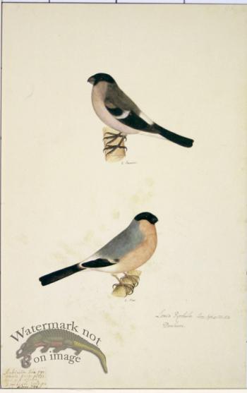 98 Swedish Birds . Loxia Pyrrhula, Eurasian Bullfinch, M.F